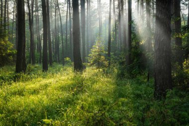 Çok güzel bir güneşli sabah yeşil orman