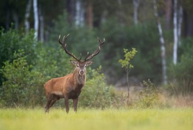 European deer male buck ( Cervus elaphus ) during rut