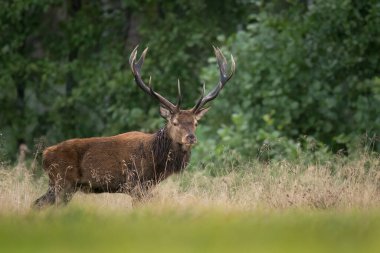 Rut sırasında Avrupa geyiği erkek geyiği (Cervus elaphus)