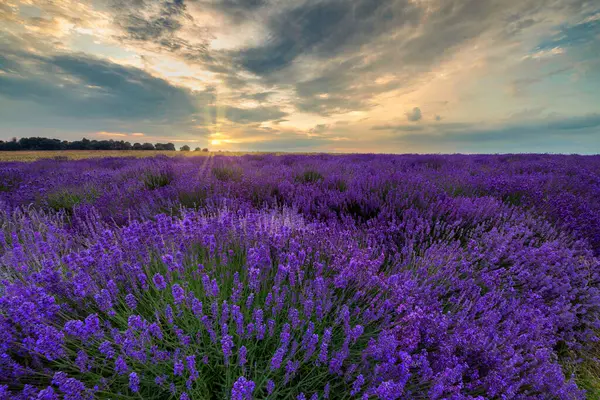 Beautiful Summer Sunset Lavender Field — Stock Photo, Image