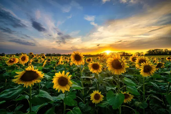 Beautiful Sunset Sunflowers Field — Stock Photo, Image