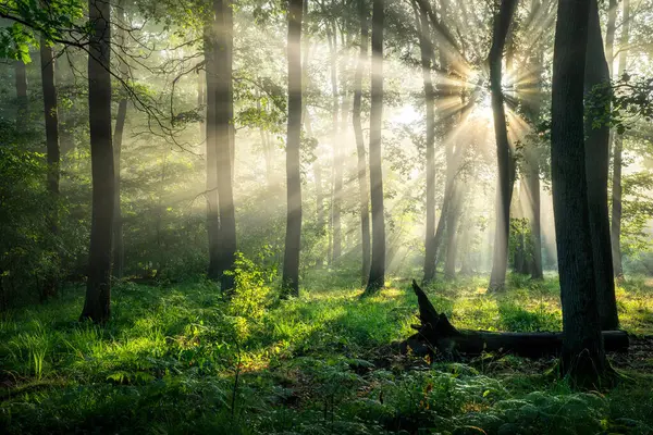 美丽的阳光明媚的清晨 在绿林里 — 图库照片