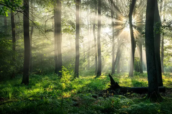 緑の森の中の美しい晴れた朝 — ストック写真