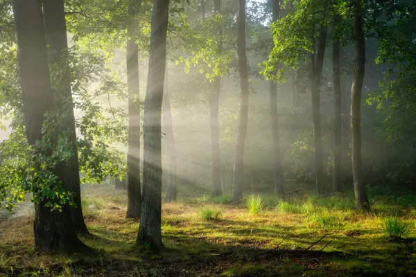 Beautiful Sunny Morning Green Forest — Zdjęcie stockowe