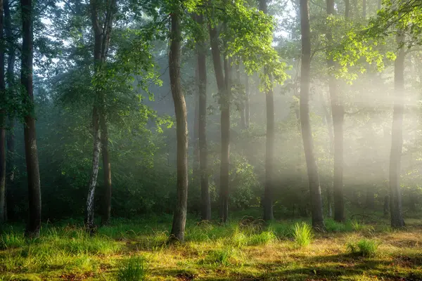 Солнечное Утро Зеленом Лесу — стоковое фото