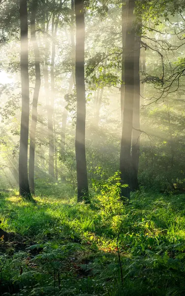 Bela Manhã Ensolarada Floresta Verde — Fotografia de Stock
