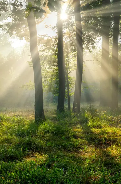 Piękny Słoneczny Poranek Zielonym Lesie — Zdjęcie stockowe