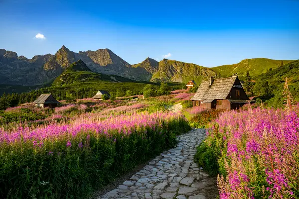Belo Dia Verão Nas Montanhas Vale Hala Gasienicowa Polônia Tatras Imagens Royalty-Free