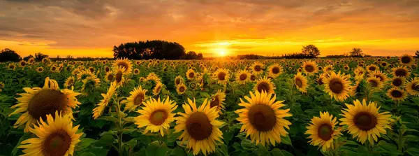 Schöner Sonnenuntergang Über Sonnenblumenfeld Stockbild