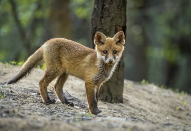 Ormandaki sevimli kızıl tilki (Vulpes vulpes )