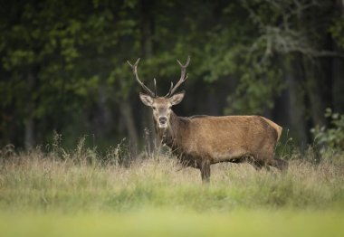 Rut sırasında Avrupa geyiği erkek geyiği (Cervus elaphus)