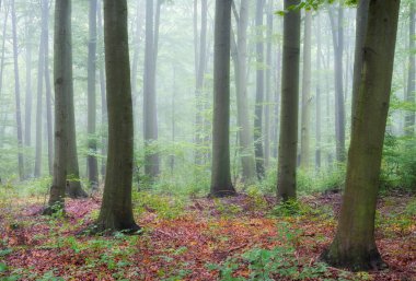 Yeşil ormanda sisli bir sabah