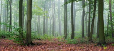 Yeşil ormanda sisli bir sabah