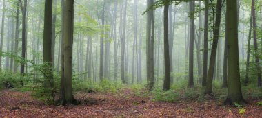 Yeşil ormanda sisli bir sabah