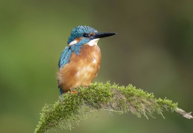 Daldaki Kingfisher kuşu (Alcedo at this )