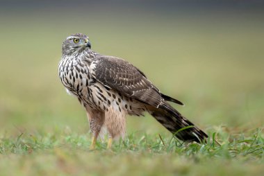 Kuzey atmaca kuşu (Accipiter gentilis )