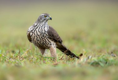 Kuzey atmaca kuşu (Accipiter gentilis )