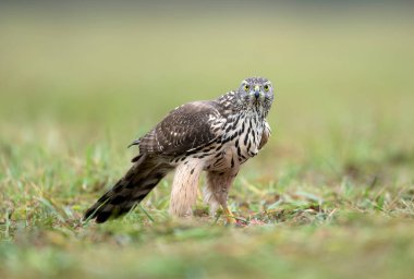 Kuzey atmaca kuşu (Accipiter gentilis )
