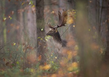 Sonbahar boyunca ormanda kırmızı geyik