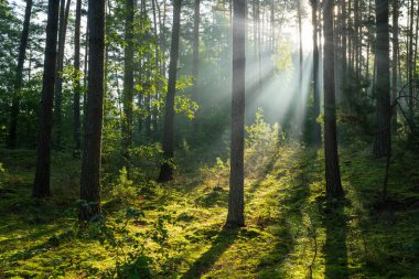 Çok güzel bir güneşli sabah yeşil orman