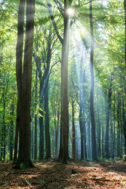 Çok güzel bir güneşli sabah yeşil orman