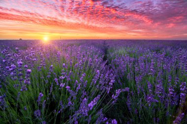 Berautiful summer sunset over lavender field