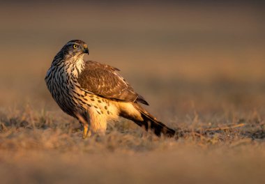 Kuzey atmaca kuşu (Accipiter gentilis )