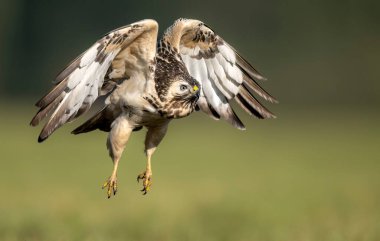 Yaygın akbaba kuşu (Buteo buteo )