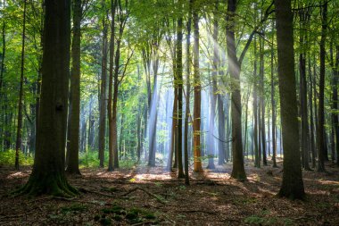Çok güzel bir güneşli sabah yeşil orman