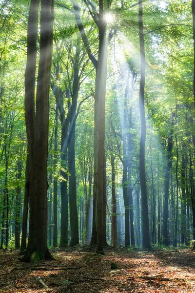 Schöner Sonniger Morgen Grünen Wald Stockbild