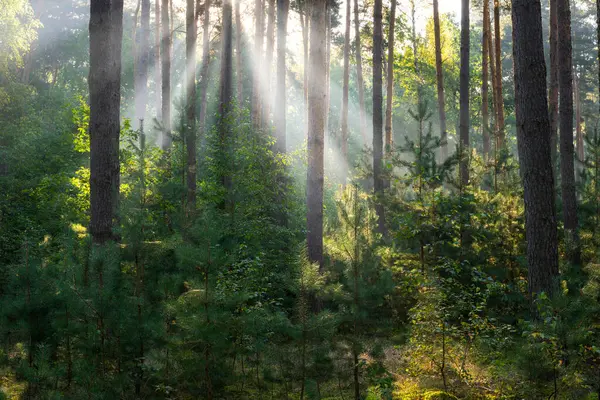 Piękny Słoneczny Poranek Zielonym Lesie Obrazy Stockowe bez tantiem