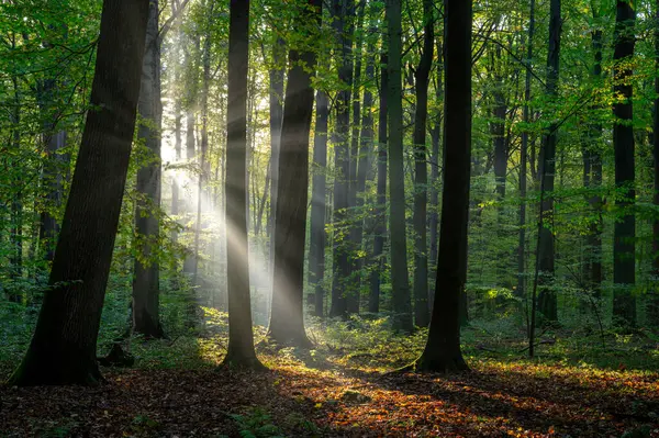 Beautiful Sunny Morning Green Forest Stock Image
