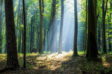 Yeşil ormanda sisli bir sabah