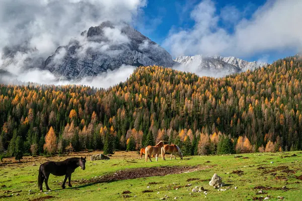 Hermoso Paisaje Montañas Otoñales Con Caballos Primer Plano —  Fotos de Stock