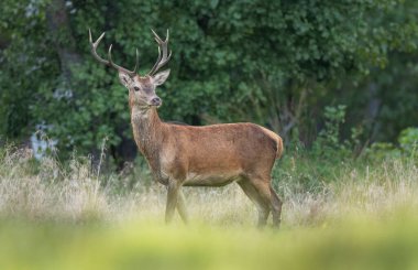 Rut sırasında Avrupa geyiği erkek geyiği (Cervus elaphus)