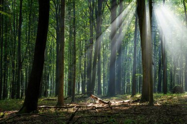 Çok güzel bir güneşli sabah yeşil orman