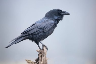 Kuzgun Kuşu (Corvus corax) kapat