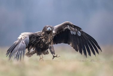 Deniz Kartalı / Beyaz Kuyruklu Kartal (Haliaeetus albicilla)