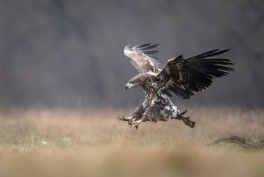 Deniz Kartalı / Beyaz Kuyruklu Kartal (Haliaeetus albicilla)