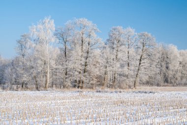 Güzel bir kış günü Ağaç donuyla kaplı ağaçlarla