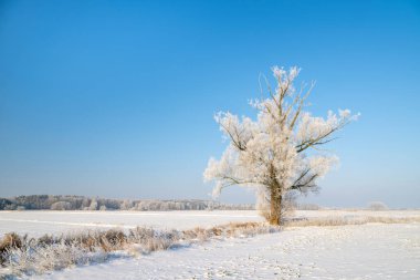 Güzel bir kış günü Ağaç donuyla kaplı ağaçlarla