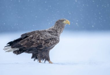 Deniz kartalı veya beyaz kuyruklu kartal (Haliaeetus albicilla)