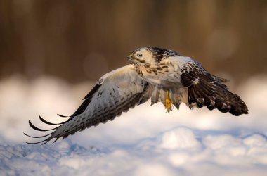 Yaygın akbaba kuşu (Buteo buteo )