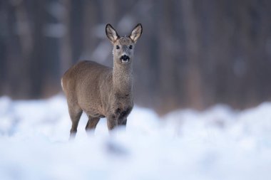 Roe geyiği dişi (Capreolus capreolus )