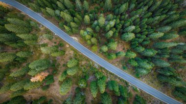 Orman arasındaki yolun Asphal görüntüsü - hava görüntüsü