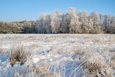 Güzel bir kış günü Ağaç donuyla kaplı ağaçlarla