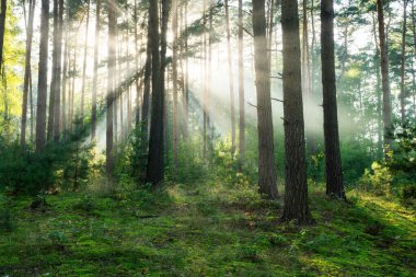 Çok güzel bir güneşli sabah yeşil orman