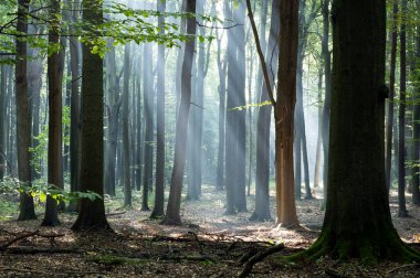 Çok güzel bir güneşli sabah yeşil orman