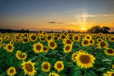 Ayçiçekleri üzerine yaz günbatımı