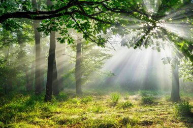 Çok güzel bir güneşli sabah yeşil orman